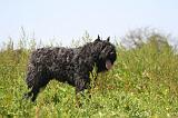 BOUVIER DES FLANDRES 498